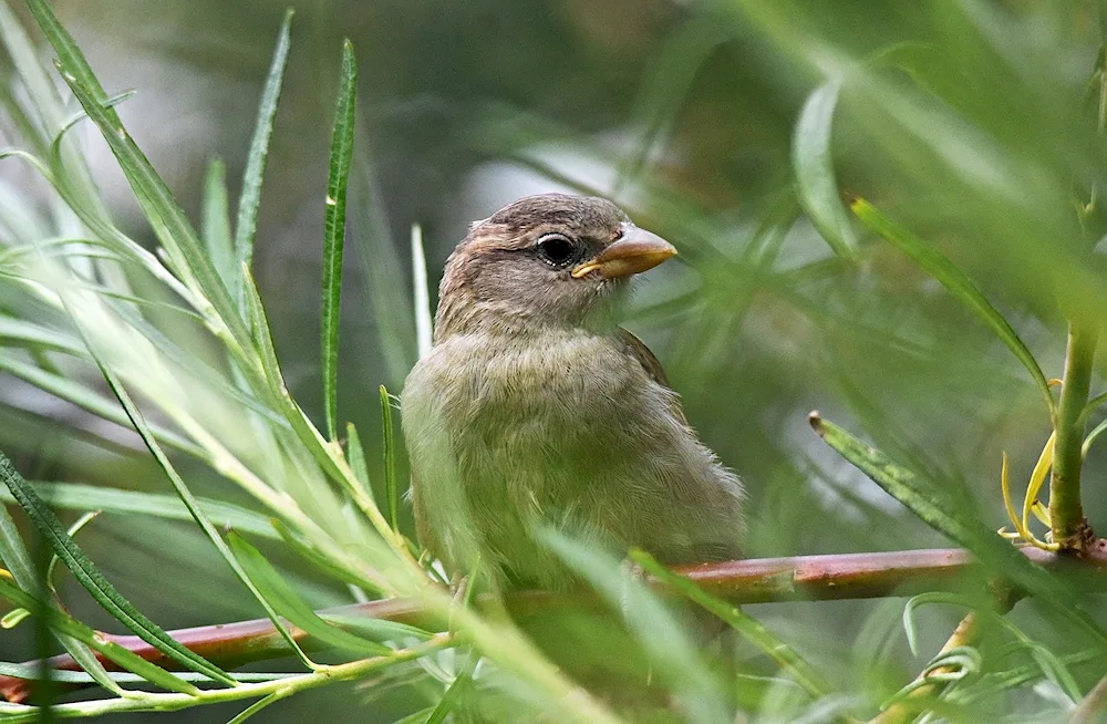 Moraine shrike