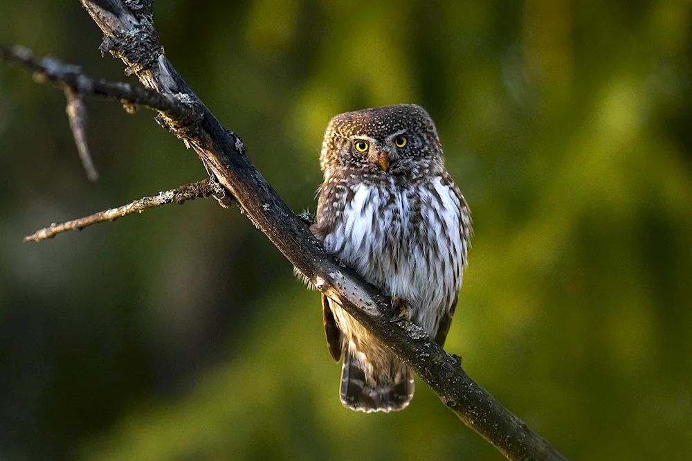 Sparrow Owl Glaucidium passerinum