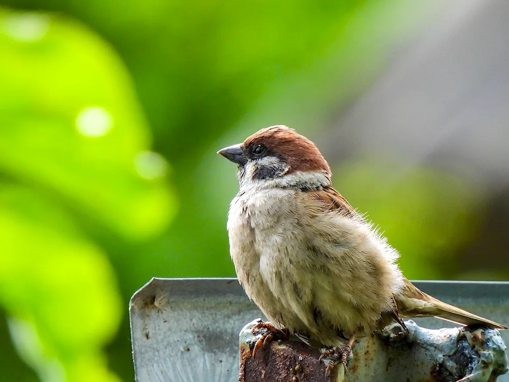 Feathered Sparrow