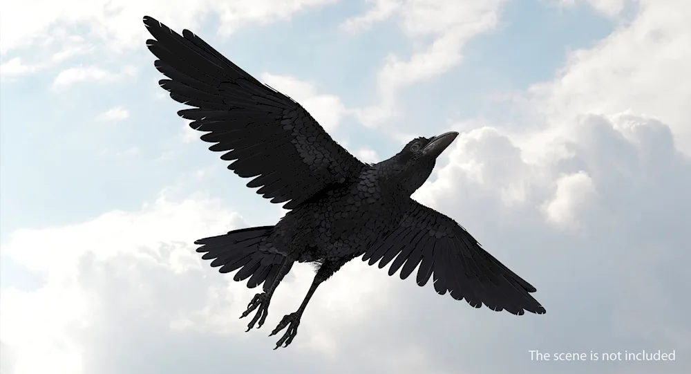 Crow in flight