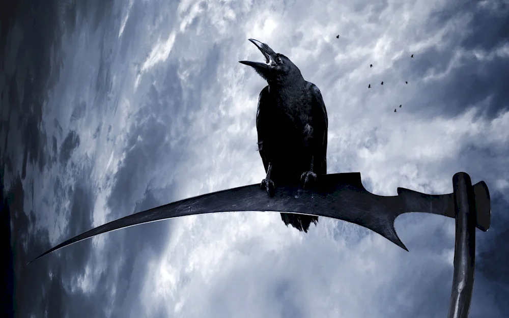 Corvus Corax bird