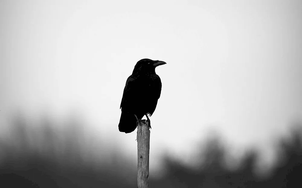 Black-billed Melanistic Thrush