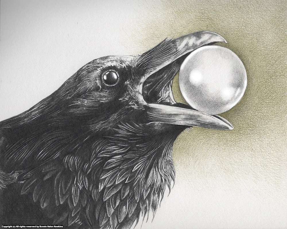 Crow pencil drawing