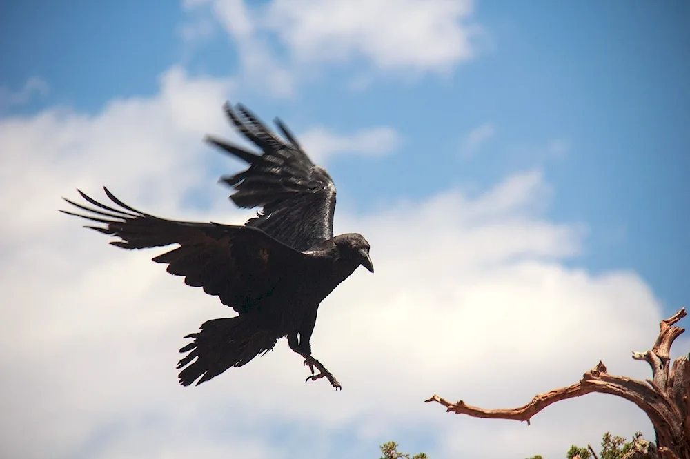 Crow in flight