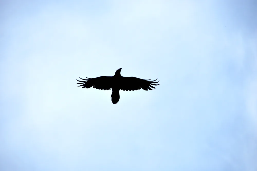 Crow in flight