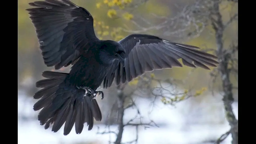 Crow in flight flight