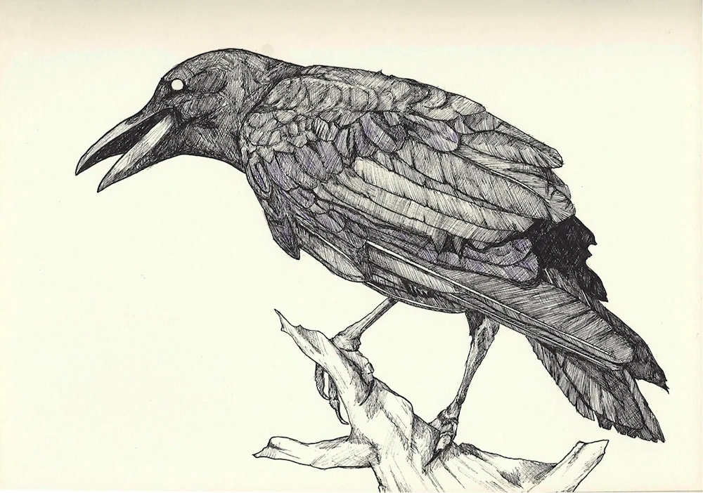 crow wallpaper