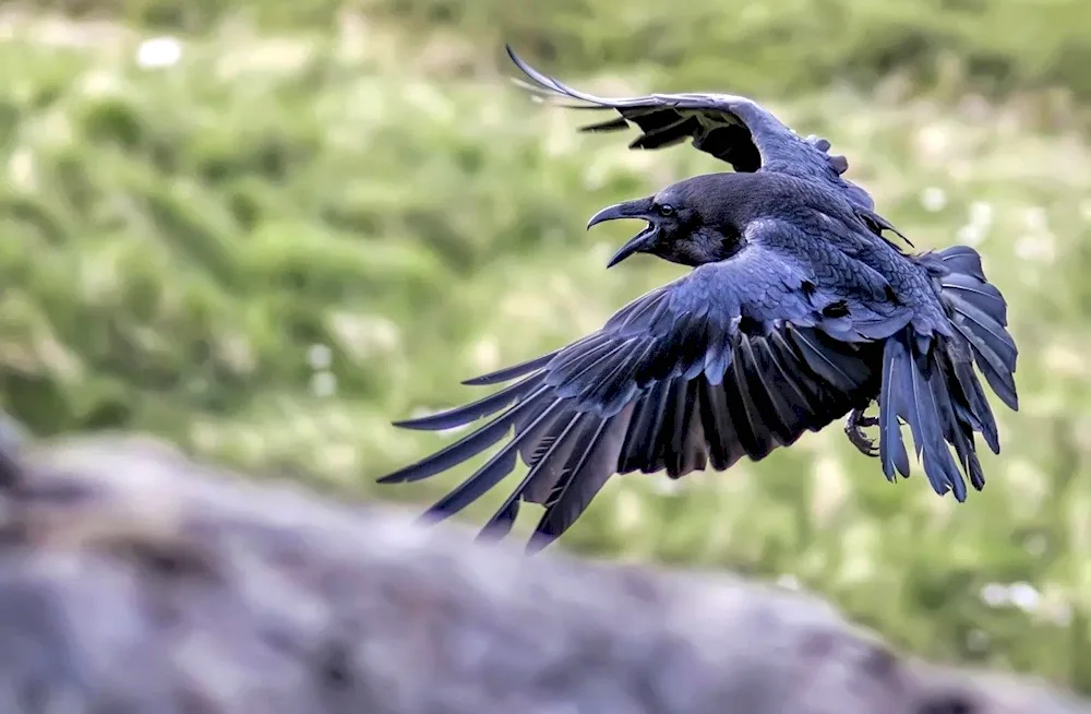 The wingspan of a raven