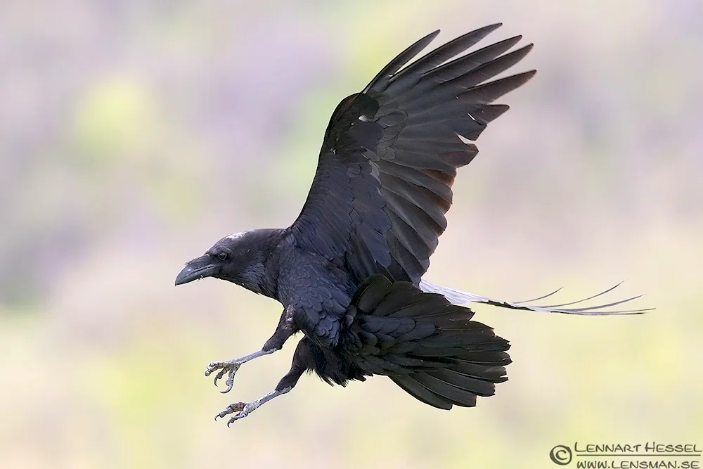 Corvus Corax bird