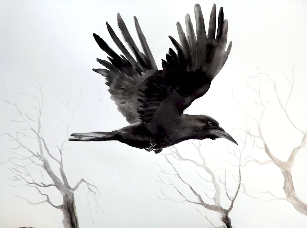 crow colouring for kids