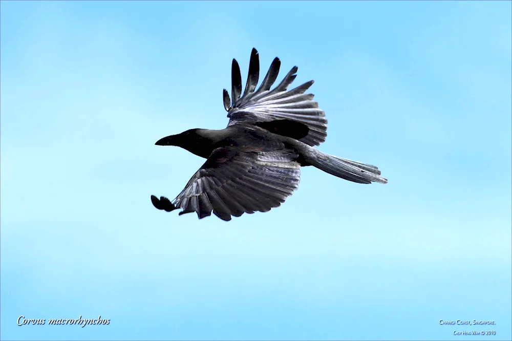 Novocaledonian crow