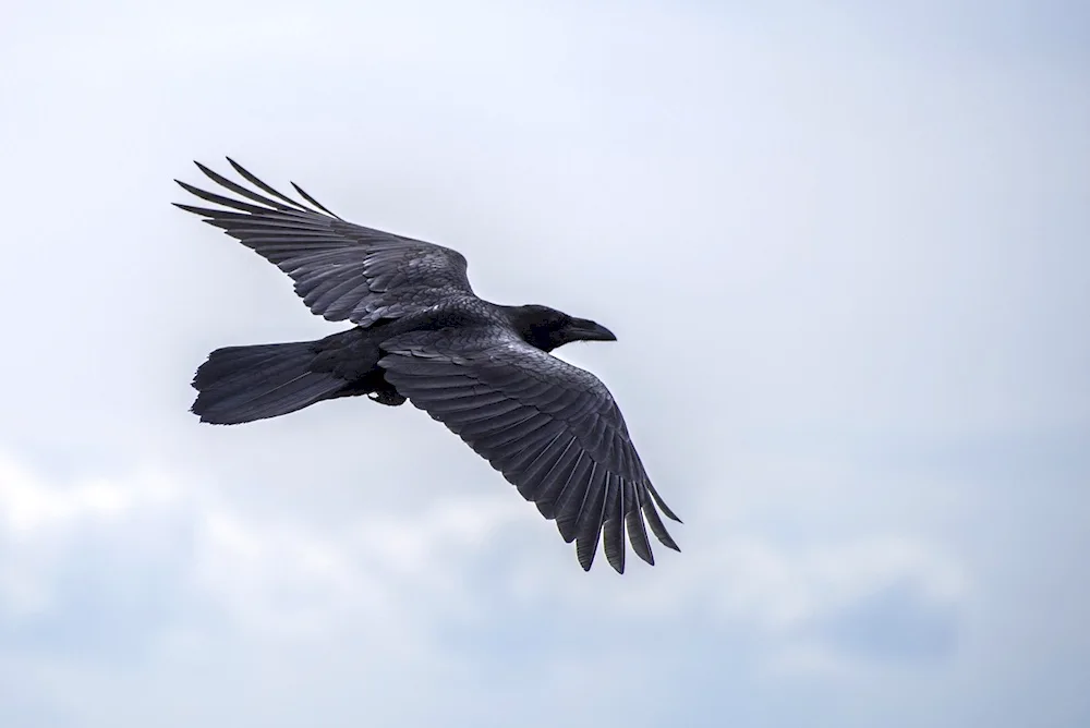 Crow in flight