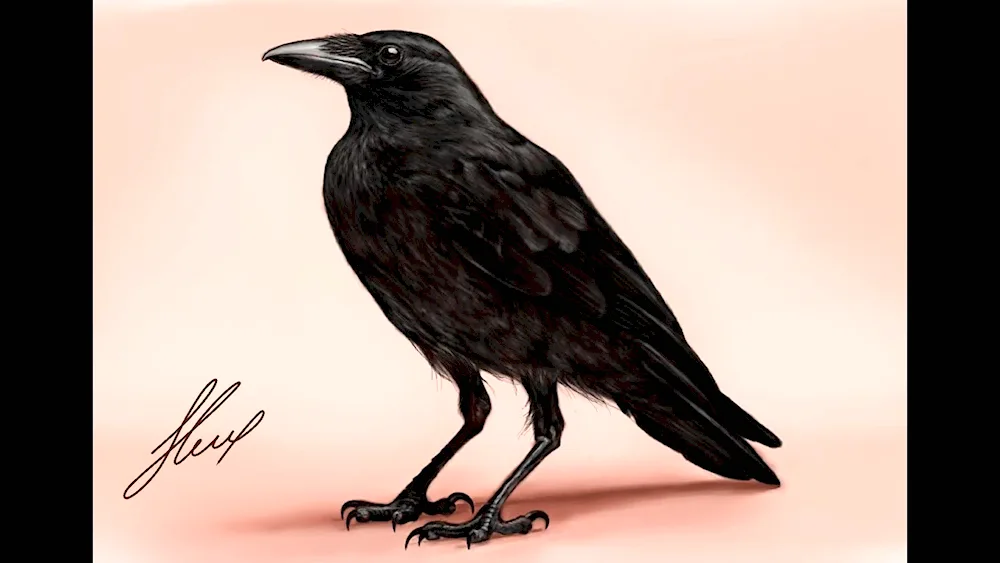 crow sketch