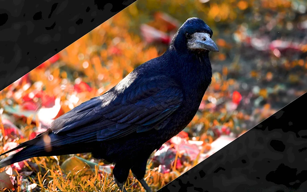 Corvus Corax bird