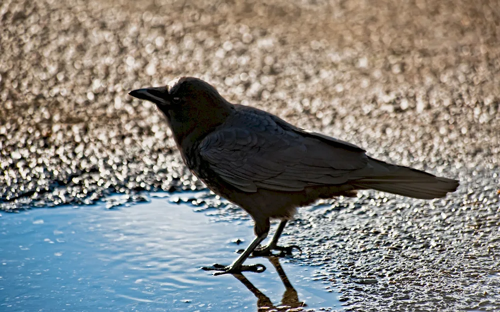 Birds in the city