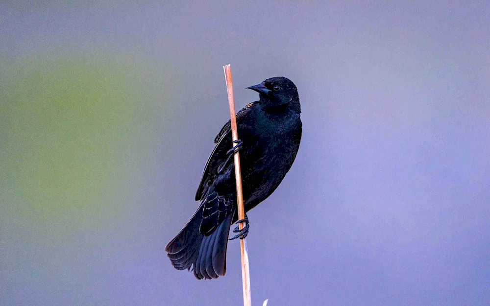 Black Thrush