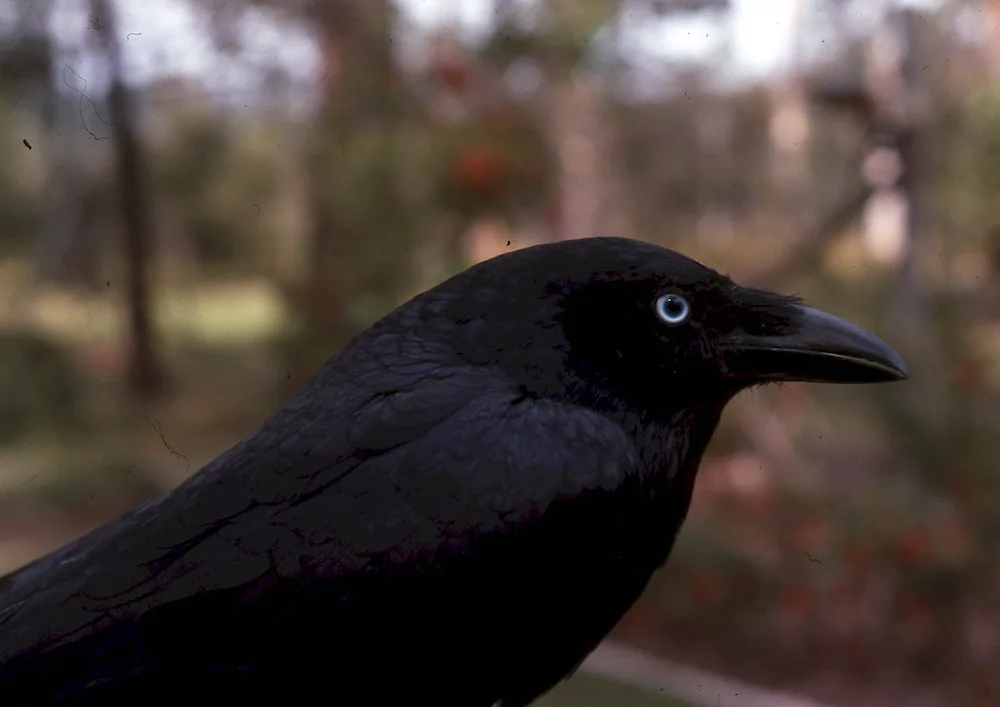 Black-backed Songbird