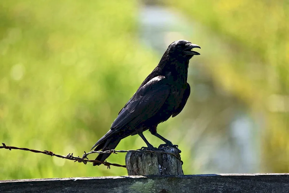 Galka crow magpie bird