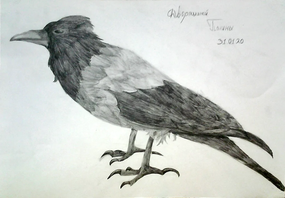 Crow pencil drawing