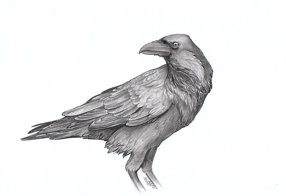 Crow drawing