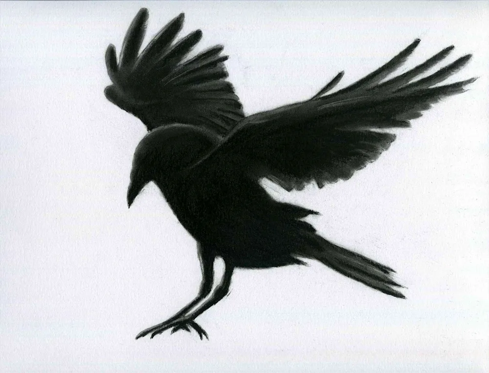Crow drawing