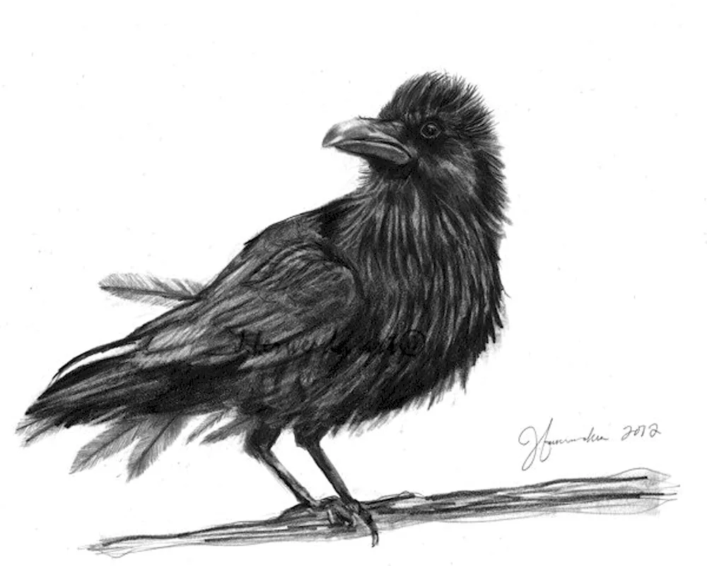 Crow pencil drawing