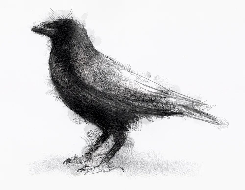 Crow pencil drawing