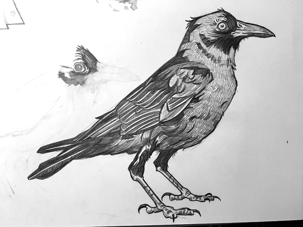 Crow pencil drawing