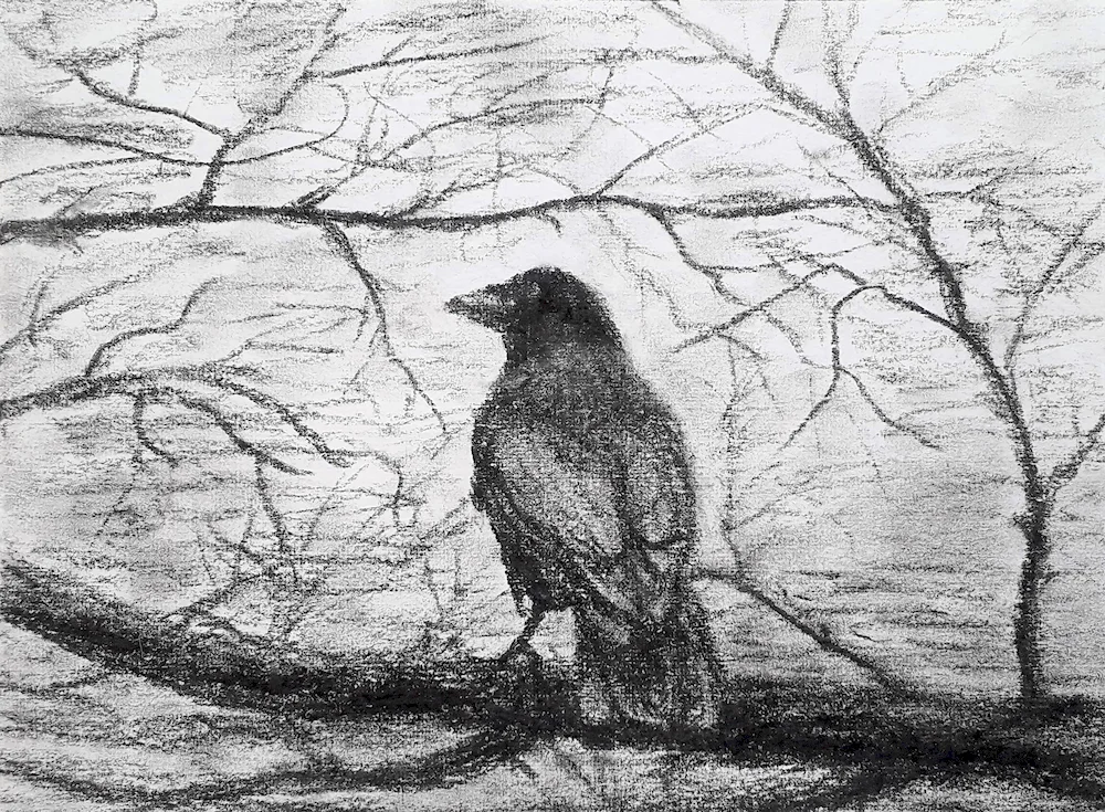 Crow pencil drawing