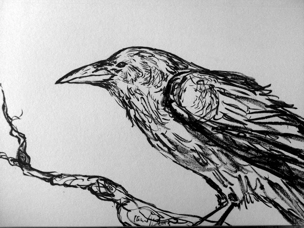Crow pencil drawing