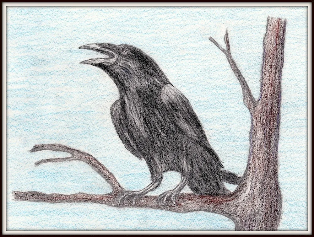 crow drawing