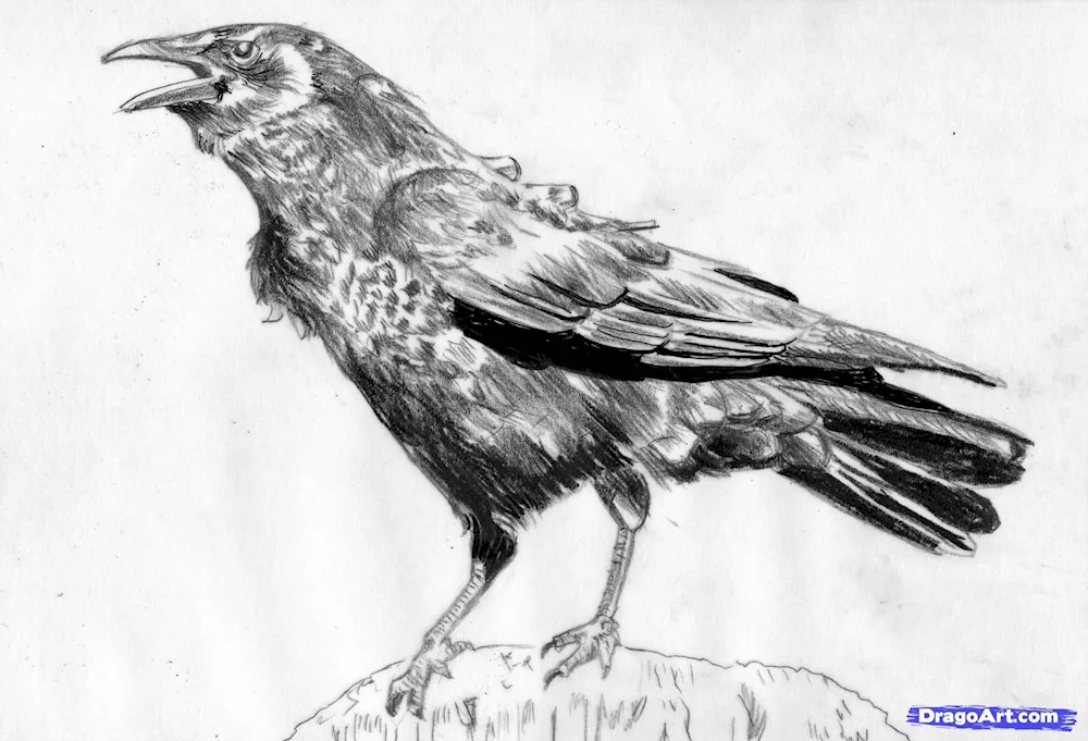 crow sketch