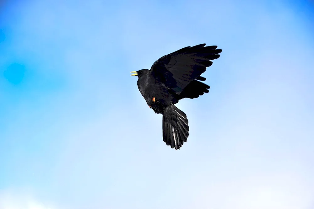 Crow in flight