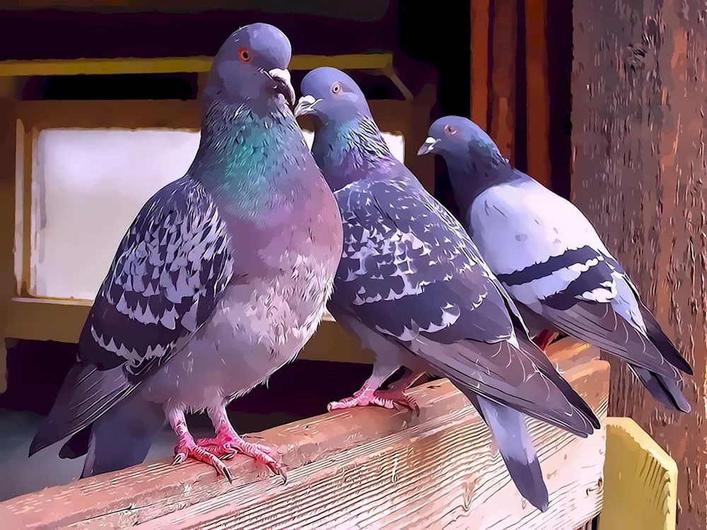 Bohemian Cosmonotongue pigeon