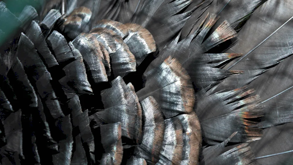 Bird feathers
