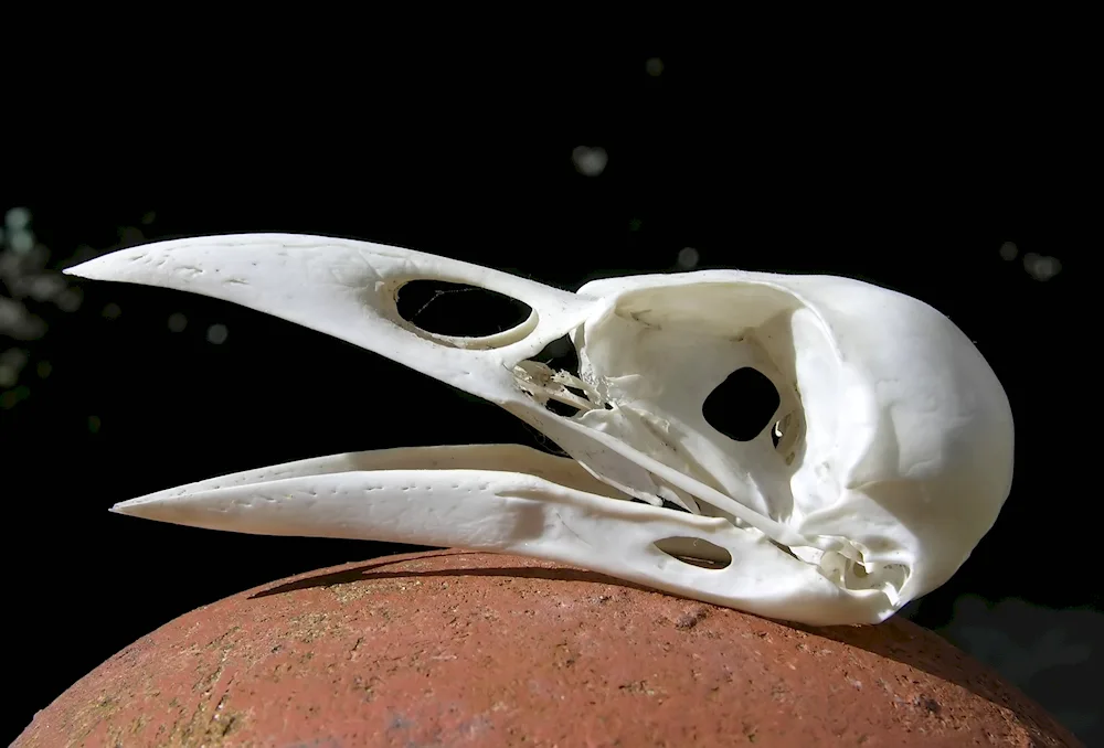 Crow skull