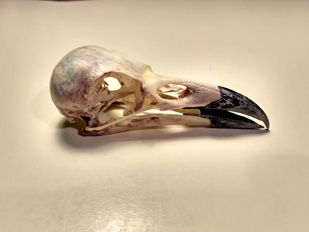 Crow skeleton