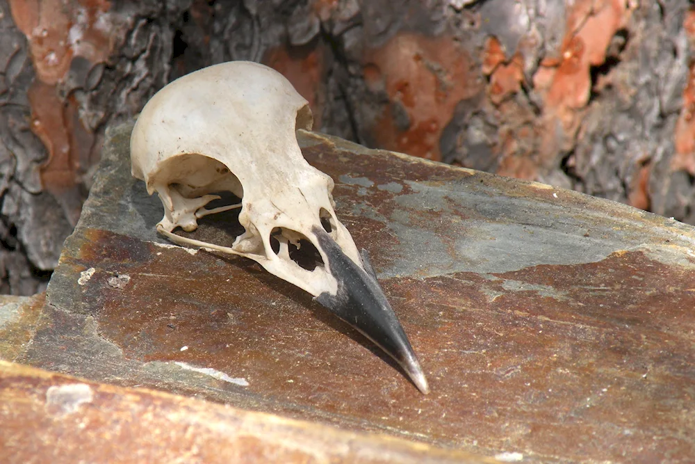 Bird skull