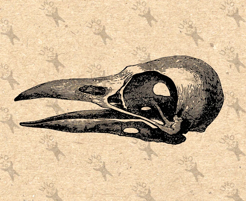 Crow skull