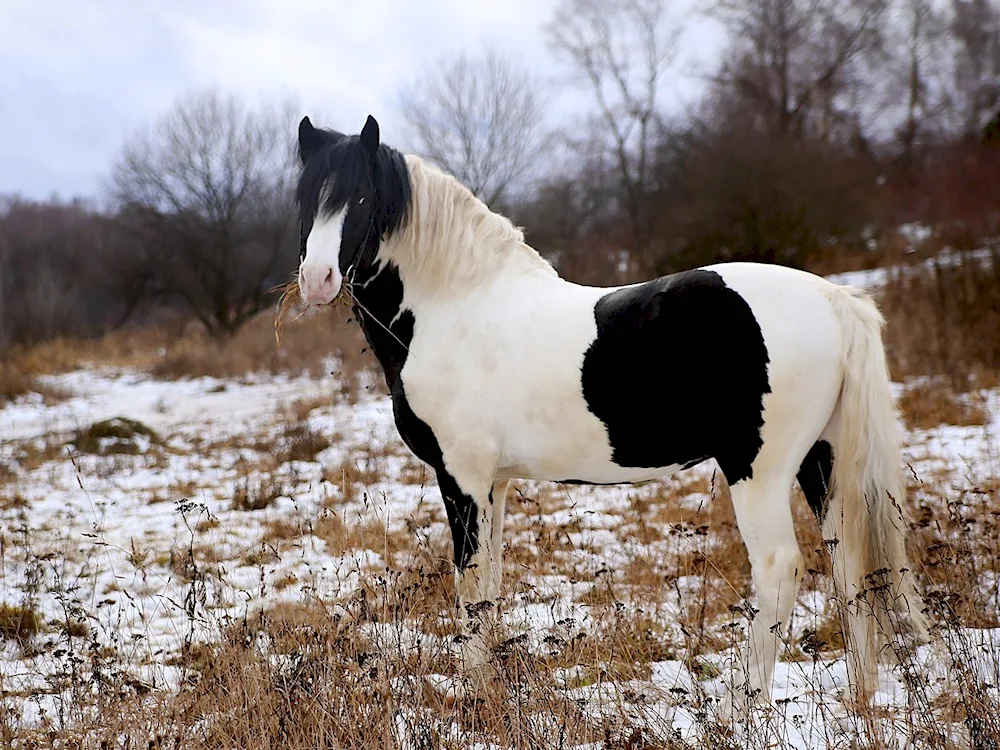 Crown feather horse