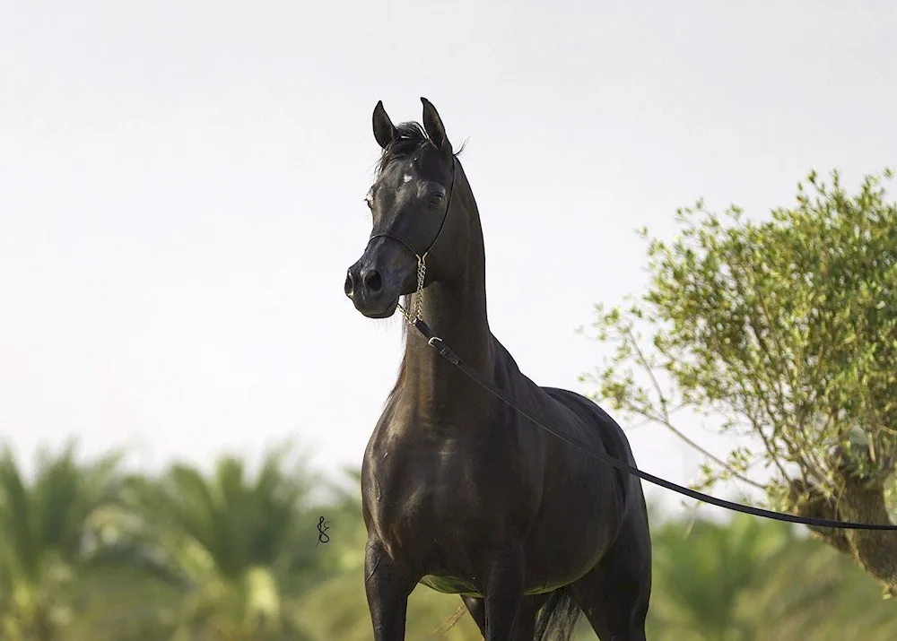 Arabian Siglawi breed