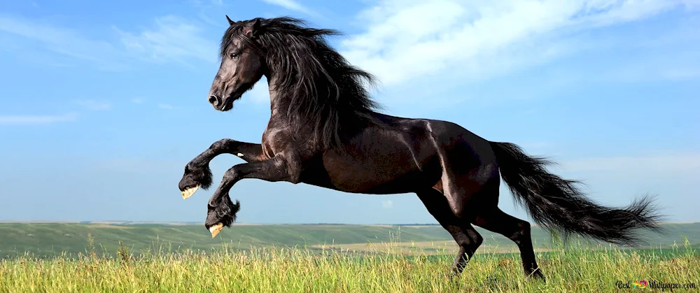 Crow Mustang pacer horse