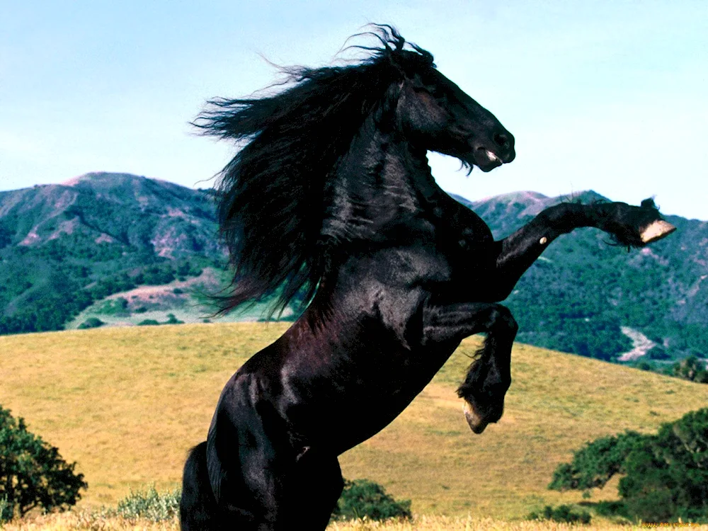 Horse Mustang pacer