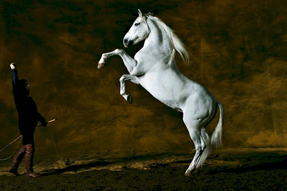 Chestnut Mustang