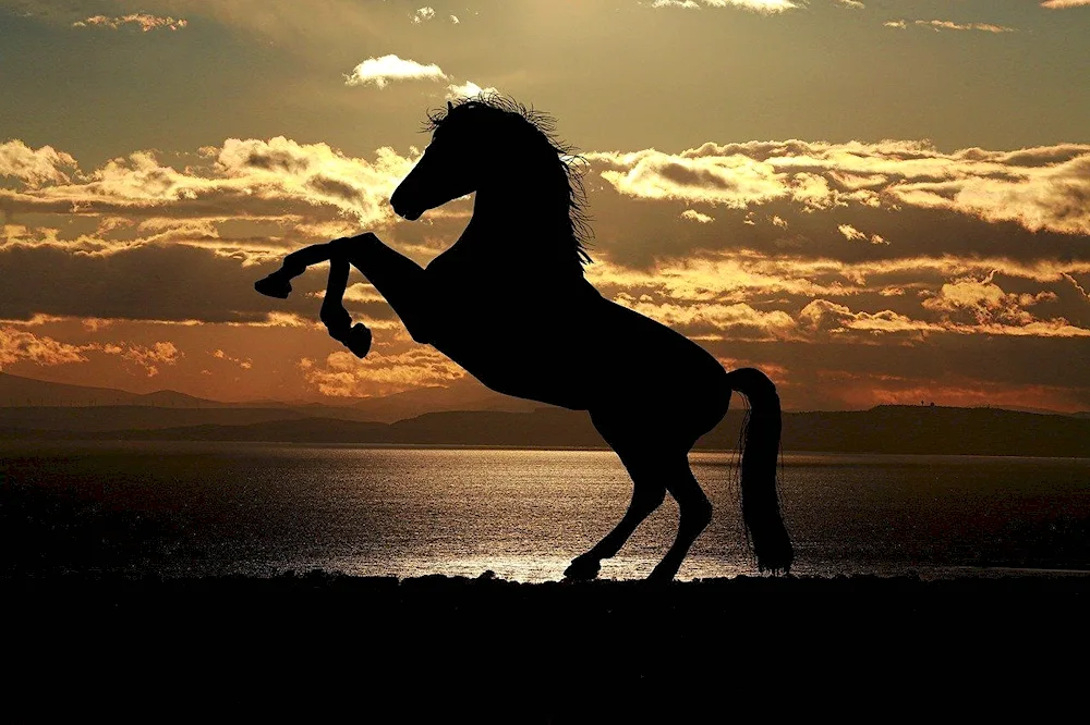 Mustang horse