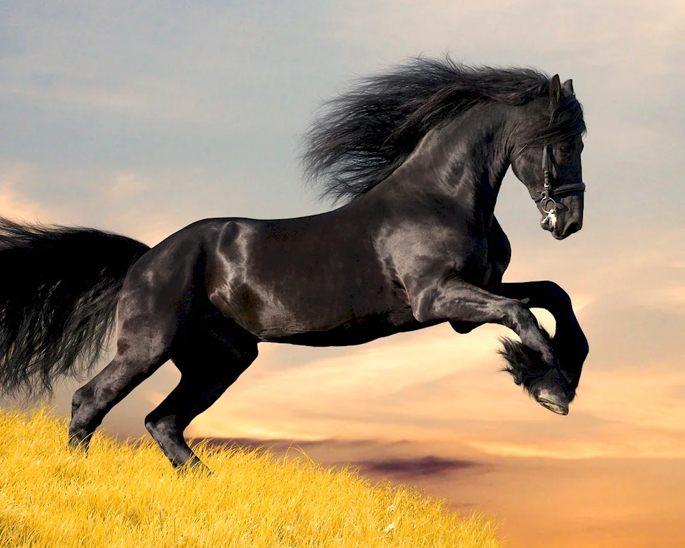 Mustang horse