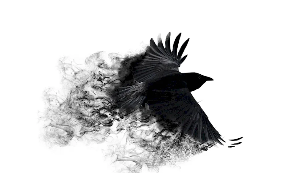 The raven bird