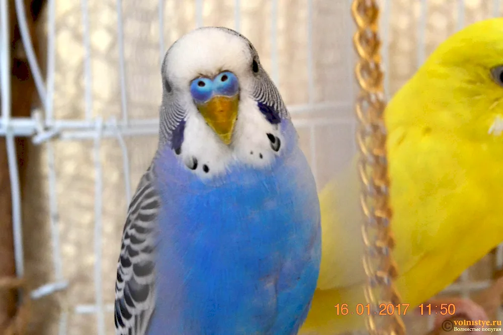 Wax of a female wavy parrot