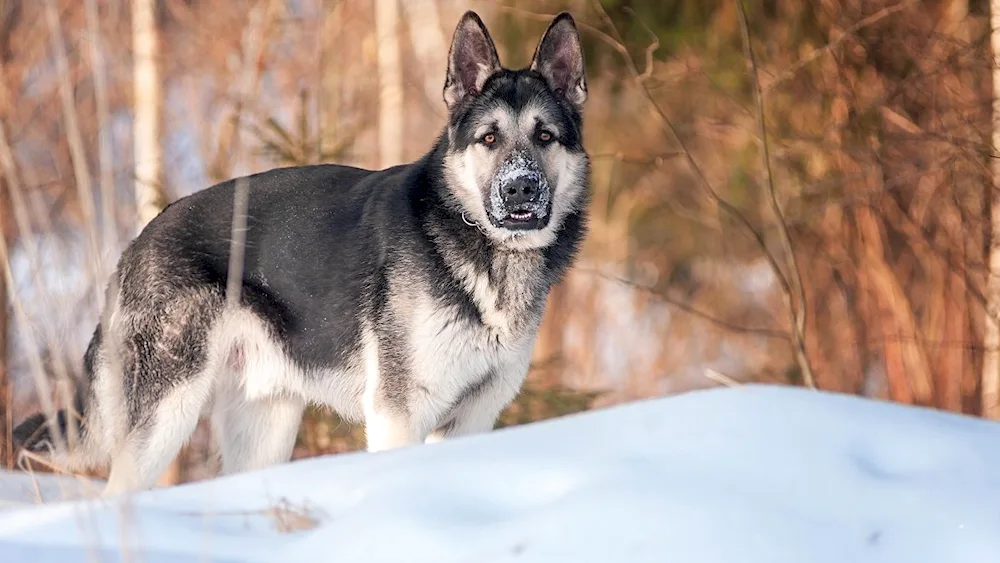 Eastern European Shepherd Black