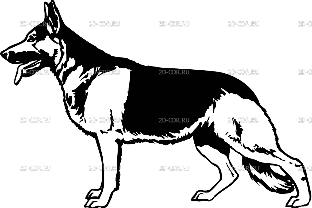 Eastern European Shepherd dog drawing